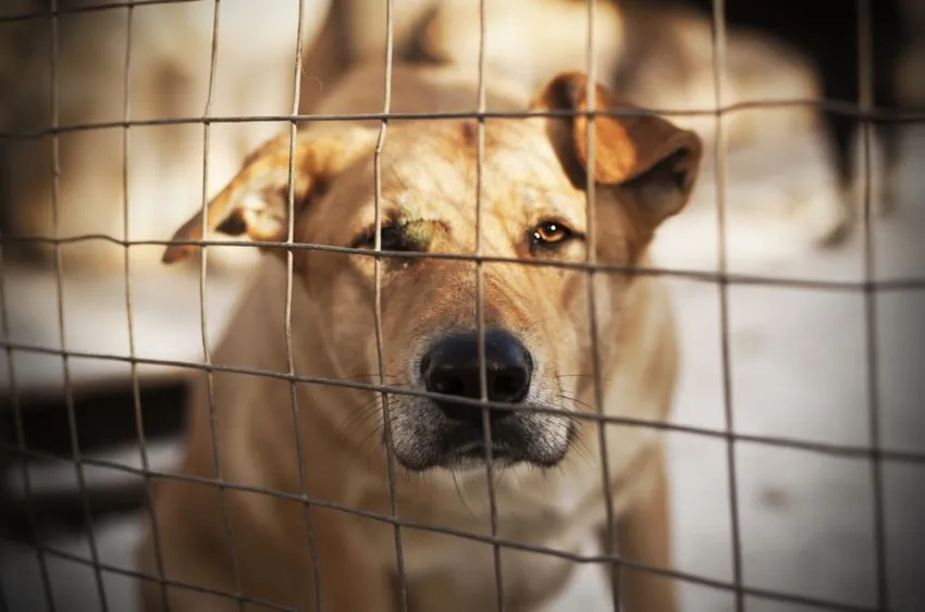 Anjing Bukan Makanan: Mengapa Kita Harus Berhenti Menyantap Daging Sahabat Sendiri 7