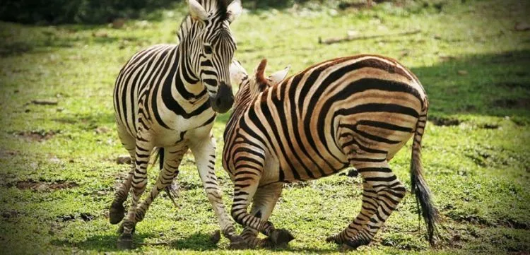 10 Taman Rekreasi di Indonesia yang Nggak Kalah Keren dari Disneyland 15