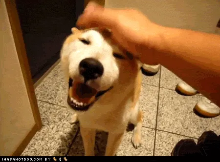 15 Hal yang Gak Pernah Dirasakan Oleh Mereka yang Belum Pernah Memelihara Anjing 29