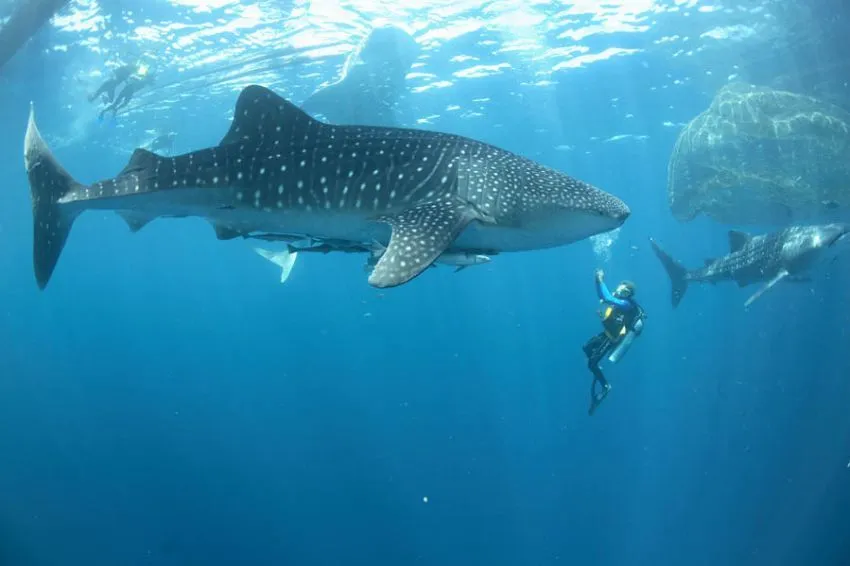 10 Diving Spot Indonesia Terbaik yang Wajib Kamu Jelajahi 19