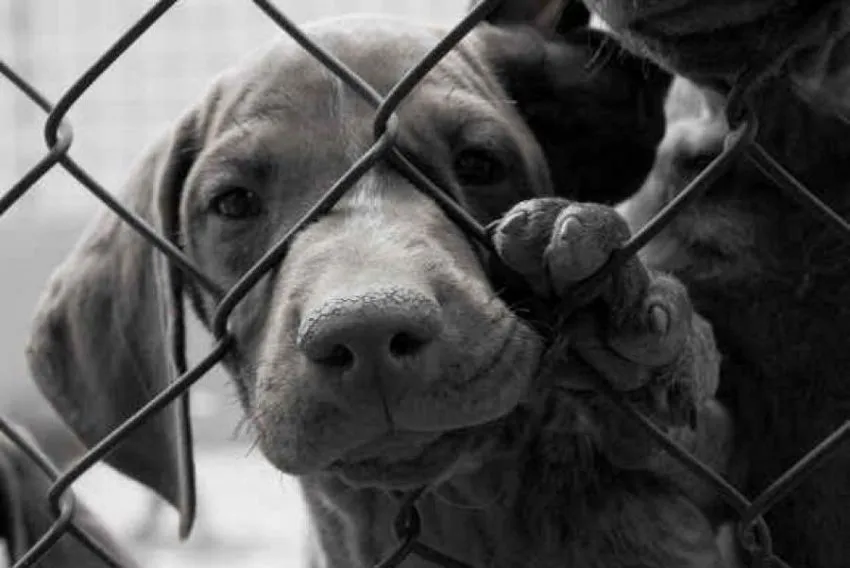 Anjing Bukan Makanan: Mengapa Kita Harus Berhenti Menyantap Daging Sahabat Sendiri 8