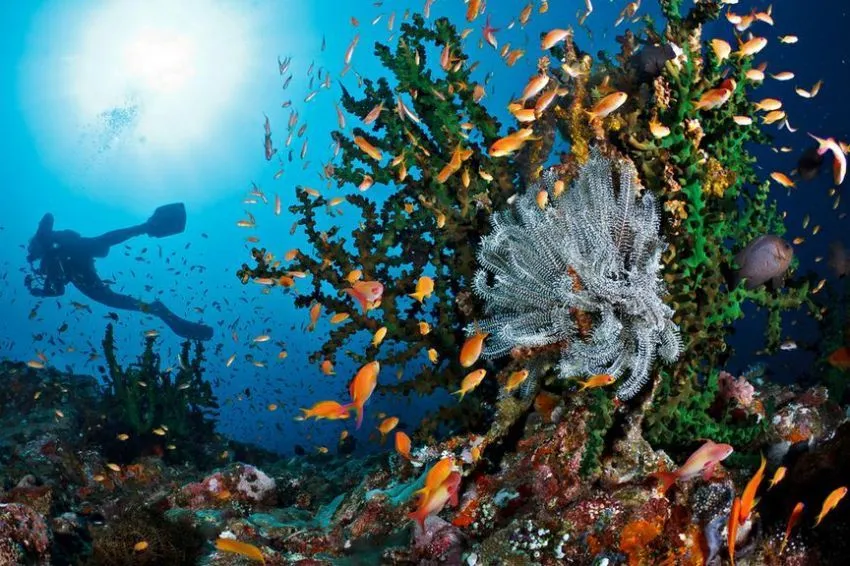 10 Diving Spot Indonesia Terbaik yang Wajib Kamu Jelajahi 15