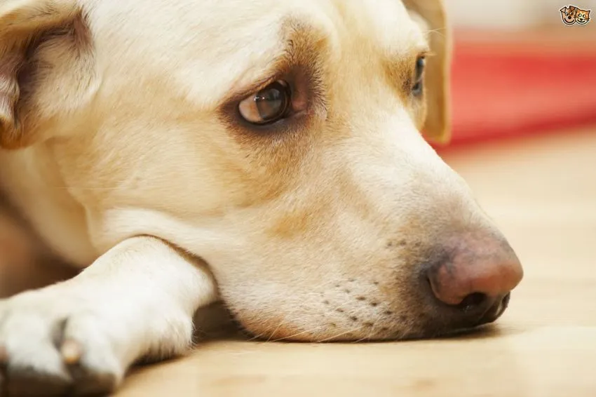 Anjing Bukan Makanan: Mengapa Kita Harus Berhenti Menyantap Daging Sahabat Sendiri 6