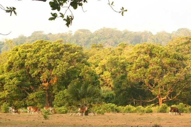 Dengan Bujet 400 Ribuan Saja, Kamu Bisa Menjamahi Eksotisme Taman Nasional Ujung Kulon Segera! 14