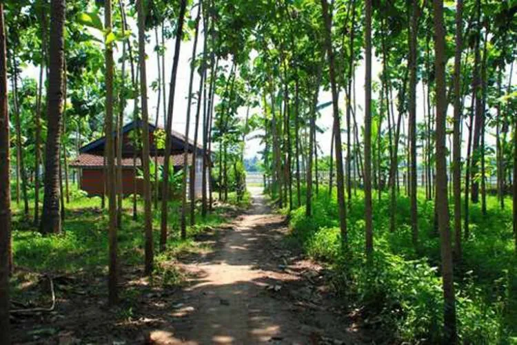 Daftar Tempat Wisata di Banyuwangi yang Hits & Keren 22