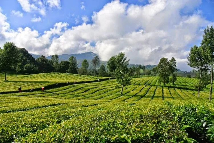 Daftar Tempat Wisata di Garut yang Wajib Diexplore 23