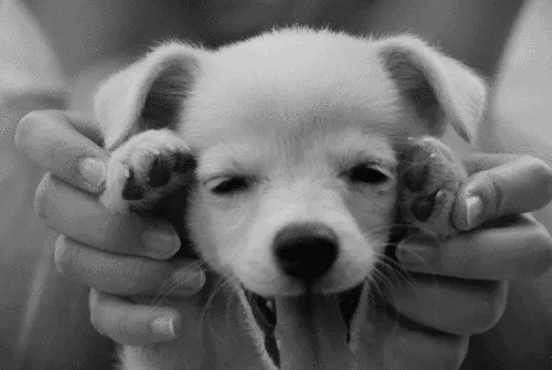 15 Hal yang Gak Pernah Dirasakan Oleh Mereka yang Belum Pernah Memelihara Anjing 23