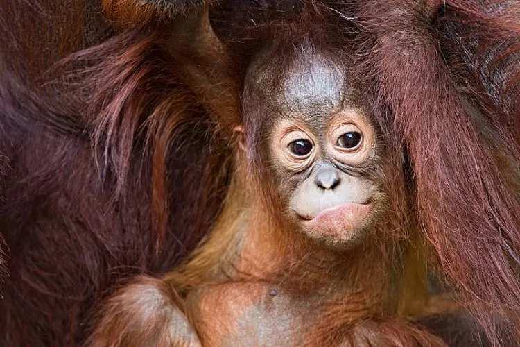 10 Tempat Wisata di Kalimantan yang Keren & Tersembunyi 13