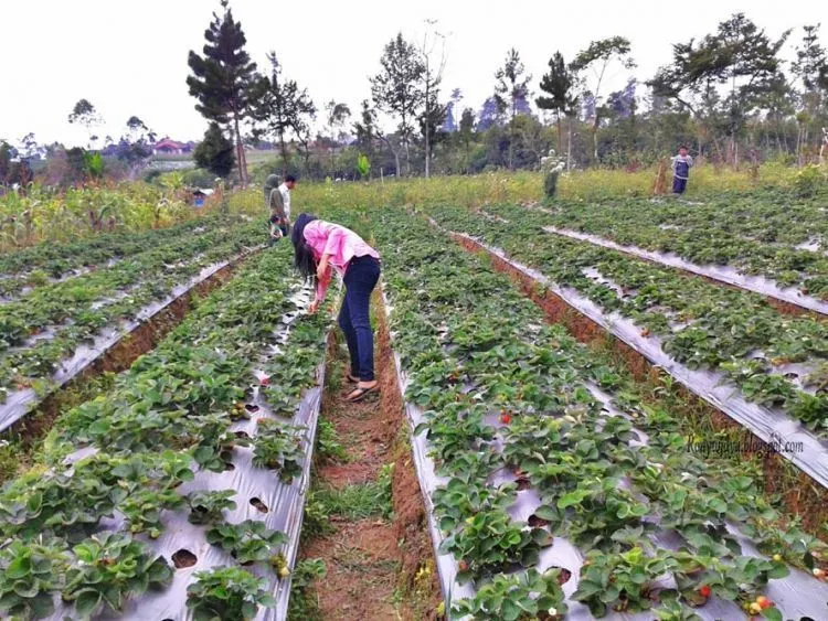 Keindahan Terselubung Purbalingga yang Menanti Untuk Kamu Telusuri 17