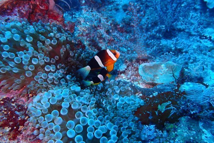 10 Tips Buat Kamu yang Baru Ingin Mencoba Snorkeling di Laut. Nggak Serem Kok! 20