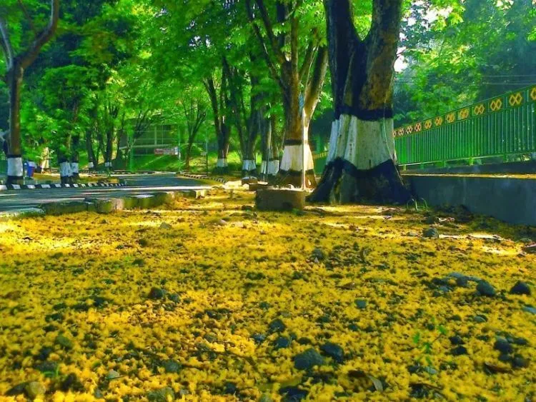 Sekelumit Cerita yang Hanya Dipahami Oleh Mahasiswa UNS Surakarta! 152