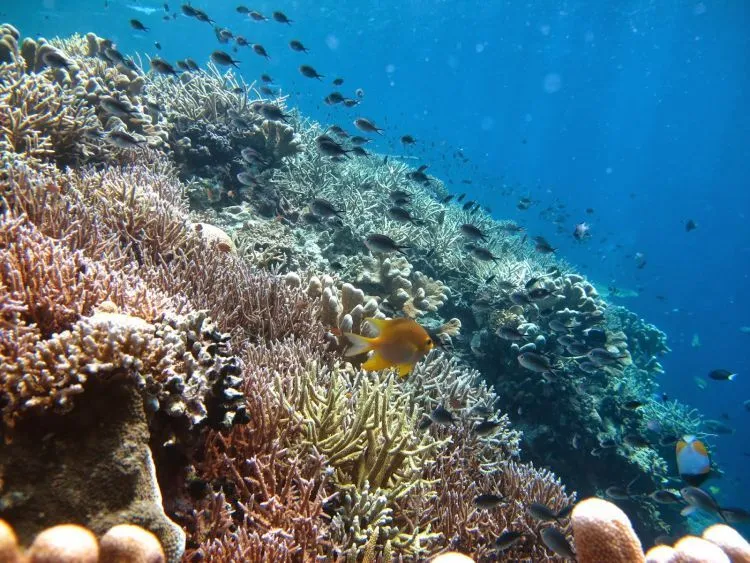 Kepulauan Derawan: Nirwana Kecil di Muka Bumi yang Menunggu Untuk Kamu Jelajahi 29