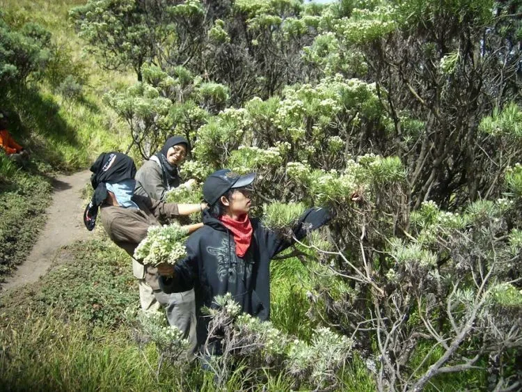 Batalkan Saja Niatmu Mendaki Gunung Jika Kamu Masih Melakukan Hal-Hal Ini 14