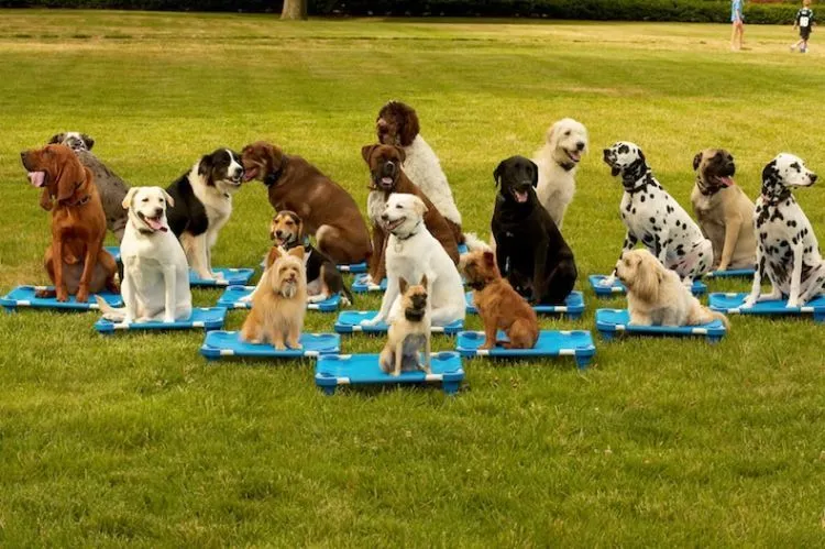 Sebelum Menjadikan Anjing Anggota Keluargamu yang Baru, Cermati Petunjuk Ini Dulu! 20