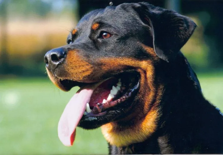 Sebelum Menjadikan Anjing Anggota Keluargamu yang Baru, Cermati Petunjuk Ini Dulu! 23