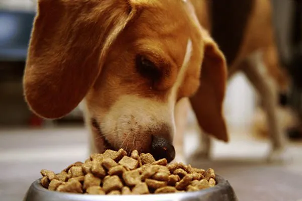 Sebelum Menjadikan Anjing Anggota Keluargamu yang Baru, Cermati Petunjuk Ini Dulu! 30
