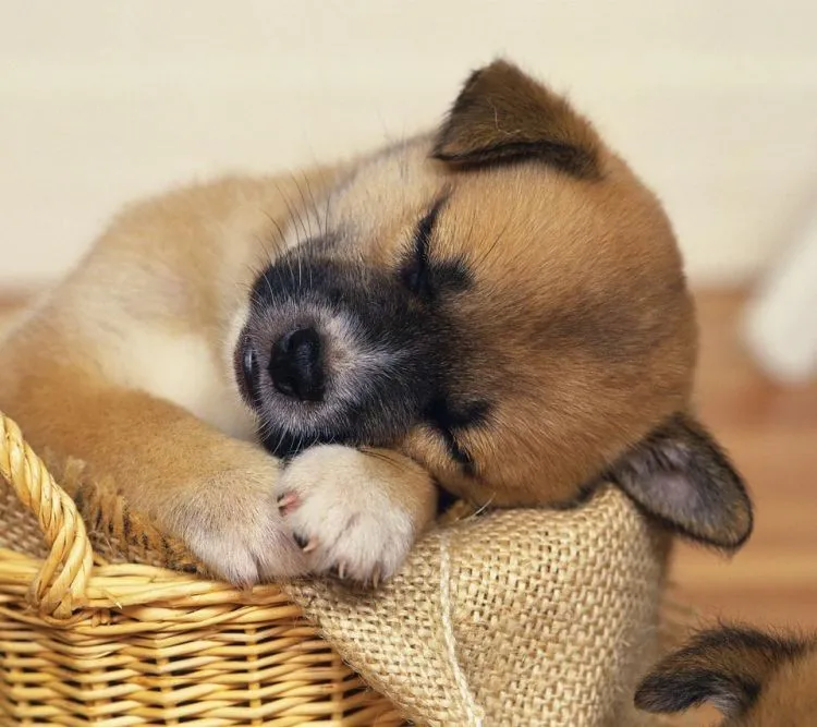 Sebelum Menjadikan Anjing Anggota Keluargamu yang Baru, Cermati Petunjuk Ini Dulu! 28