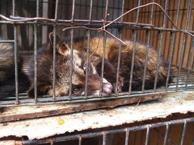 Ingat Kawan, Luwak Bukanlah Mesin Penggiling Kopi! 5
