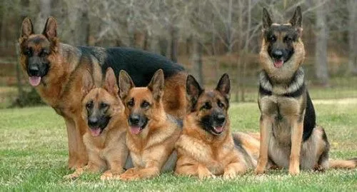 Sebelum Menjadikan Anjing Anggota Keluargamu yang Baru, Cermati Petunjuk Ini Dulu! 25