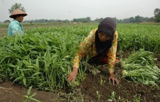 9 Kedamaian Kehidupan Desa yang Selalu Mampu Membuatmu Merindu 11