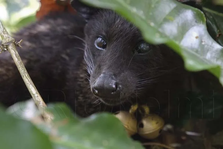 Ingat Kawan, Luwak Bukanlah Mesin Penggiling Kopi! 6