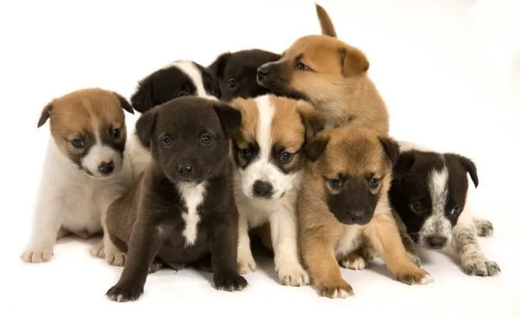 Sebelum Menjadikan Anjing Anggota Keluargamu yang Baru, Cermati Petunjuk Ini Dulu! 26