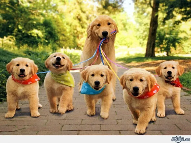 Sebelum Menjadikan Anjing Anggota Keluargamu yang Baru, Cermati Petunjuk Ini Dulu! 22