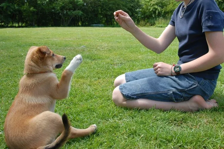Sebelum Menjadikan Anjing Anggota Keluargamu yang Baru, Cermati Petunjuk Ini Dulu! 29