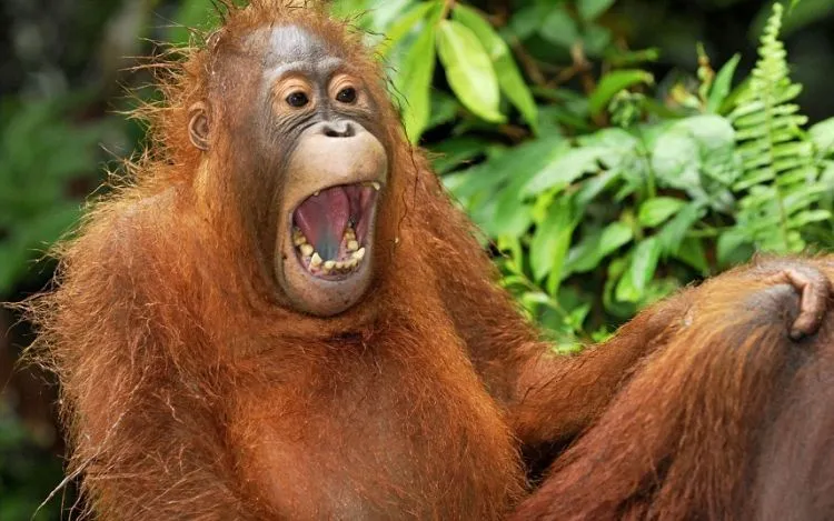 5 Alasan Serius Kenapa Mulai Detik Ini Kamu Harus Lebih Sering Tertawa 8