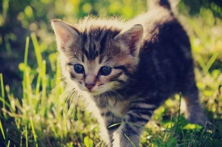 Ugly : Kucing Jalanan yang Mampu Mengajarkan Makna Kehidupan di Hari Terakhir Hidupnya 5