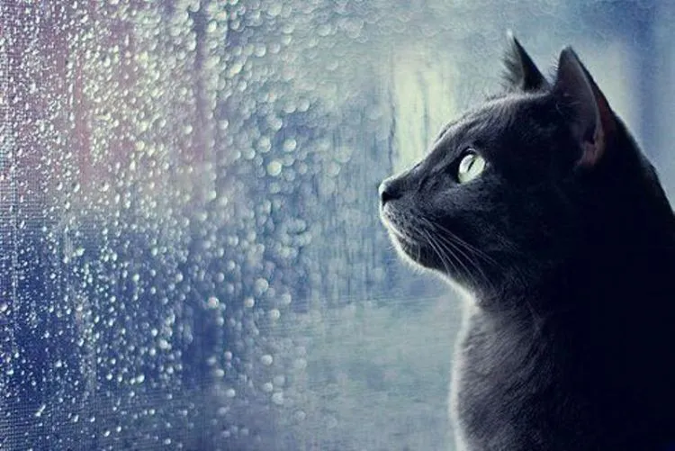 Ugly : Kucing Jalanan yang Mampu Mengajarkan Makna Kehidupan di Hari Terakhir Hidupnya 8