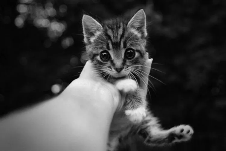 Ugly : Kucing Jalanan yang Mampu Mengajarkan Makna Kehidupan di Hari Terakhir Hidupnya 6