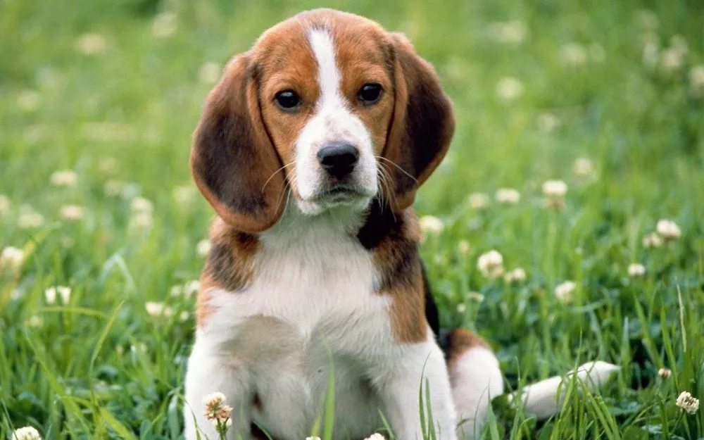Sebelum Menjadikan Anjing Anggota Keluargamu yang Baru, Cermati Petunjuk Ini Dulu! 24