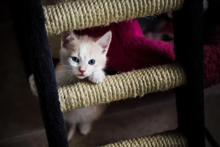 8 Hal Sehari-hari yang Hanya Dimengerti Oleh Kamu Para Pecinta Kucing 15