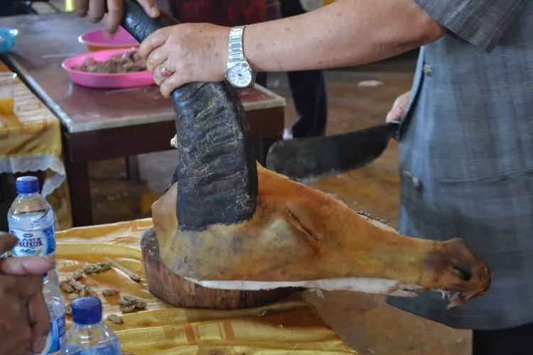 Menilik Kemeriahan Pesta Perkawinan Adat Batak Toba, Langsung dari Balige! 19