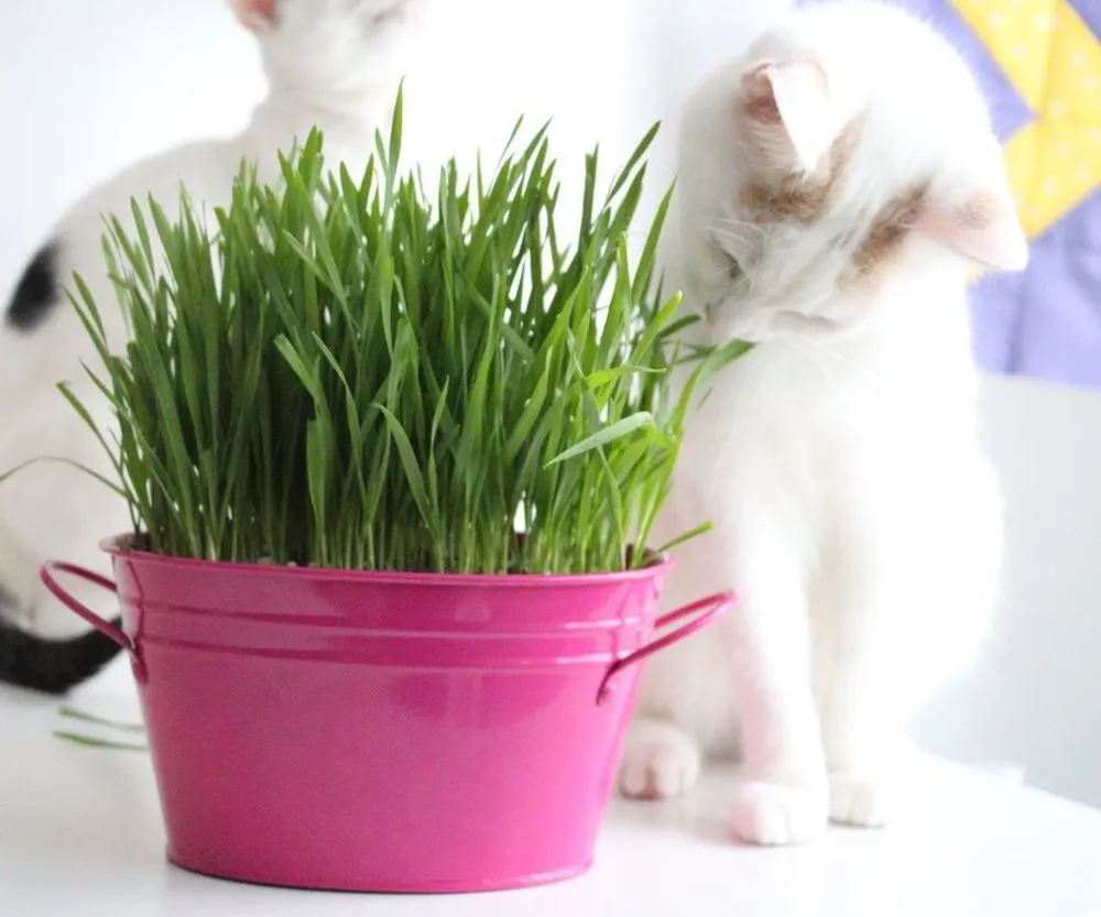 8 Hal Sehari-hari yang Hanya Dimengerti Oleh Kamu Para Pecinta Kucing 14