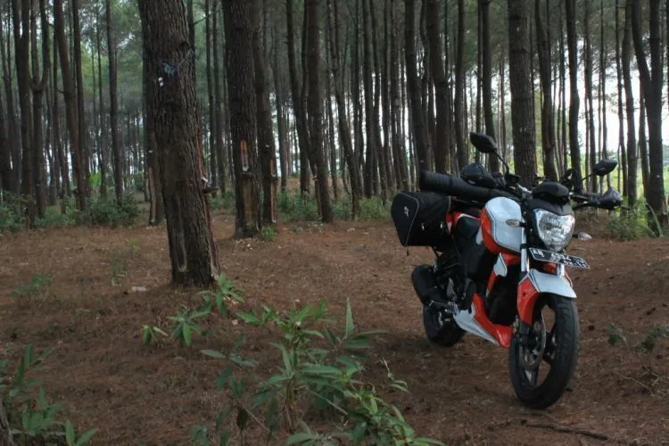 Dari Jogja Sampai Surabaya, Kota-Kota Ini Punya Hutan Indah Untuk Destinasi Jalan-Jalanmu Pekan Ini! 8