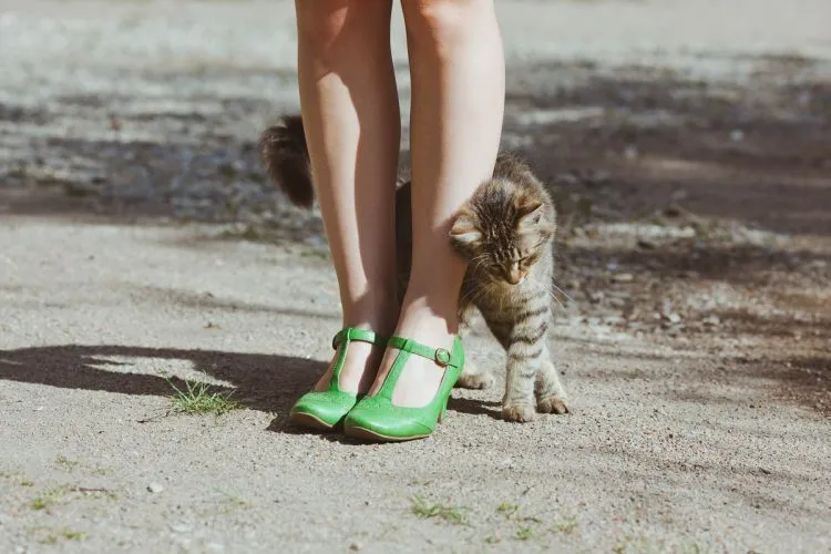 8 Hal Sehari-hari yang Hanya Dimengerti Oleh Kamu Para Pecinta Kucing 9