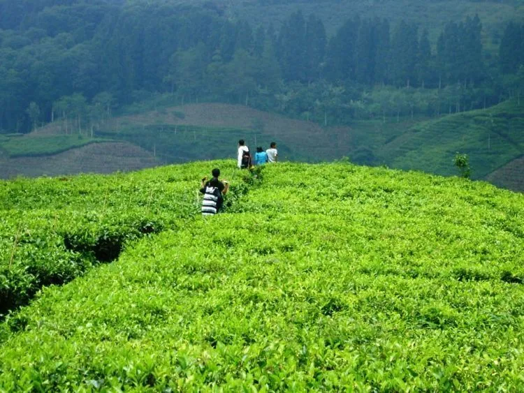 10+ Destinasi Wisata di Blitar, Suasana Alam Indah dan Bisa Belajar Sejarah 22