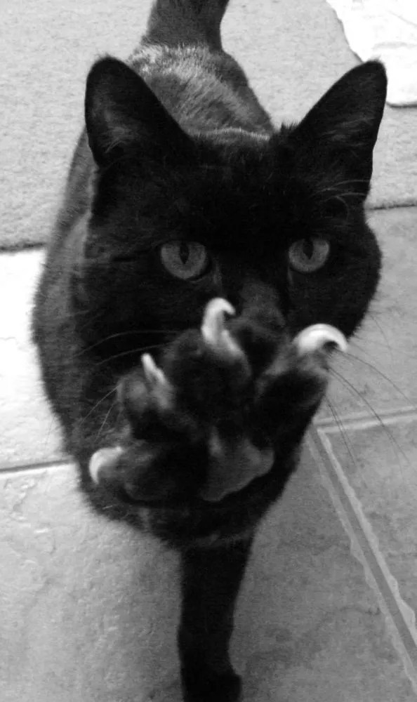 8 Hal Sehari-hari yang Hanya Dimengerti Oleh Kamu Para Pecinta Kucing 13
