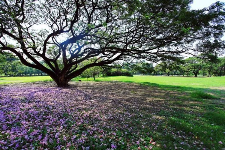 10 Wisata Gratis di Bangkok, Pesonanya Indah Banget! 18