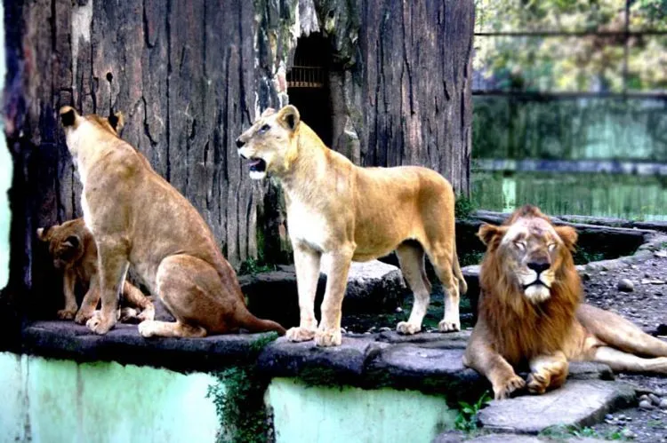 8 Andalan Pariwisata Banjarnegara yang Pantas Membuat Orang-Orangnya Berbangga 13