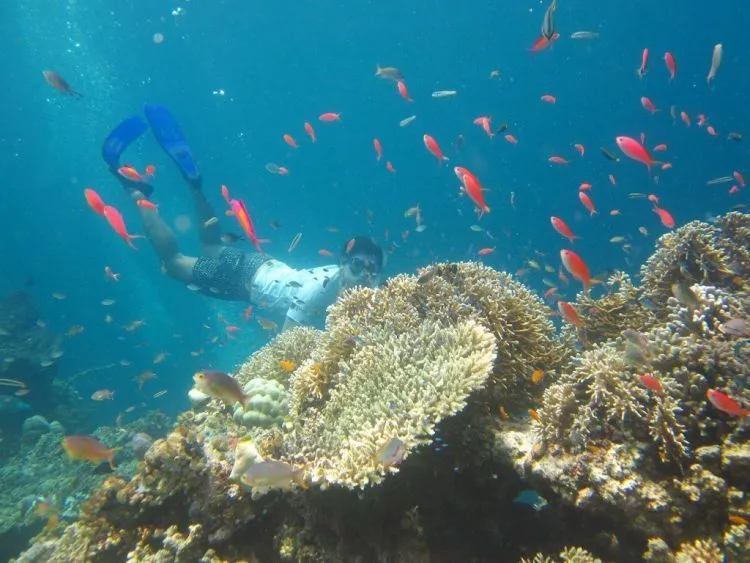 Pulau Menjangan: Destinasi Ramah di Kantung yang Bisa Dikunjungi Dengan Budget 500 Ribuan 14