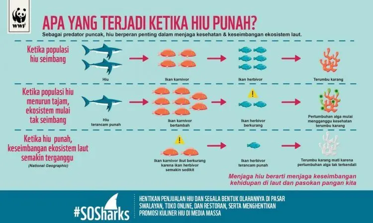 Kita Memang Wajib Peduli, Karena Hiu Tak Seharusnya Jadi Sup Atau Lauk Pendamping Nasi! 5