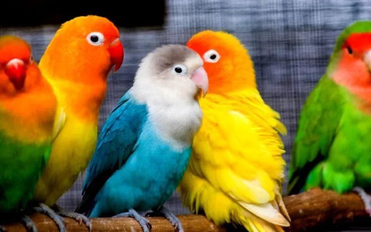 Buat Kamu yang Sibuk Melulu, 6 Hewan 'Unyu' Ini Bisa Jadi Teman Terbaikmu! 10