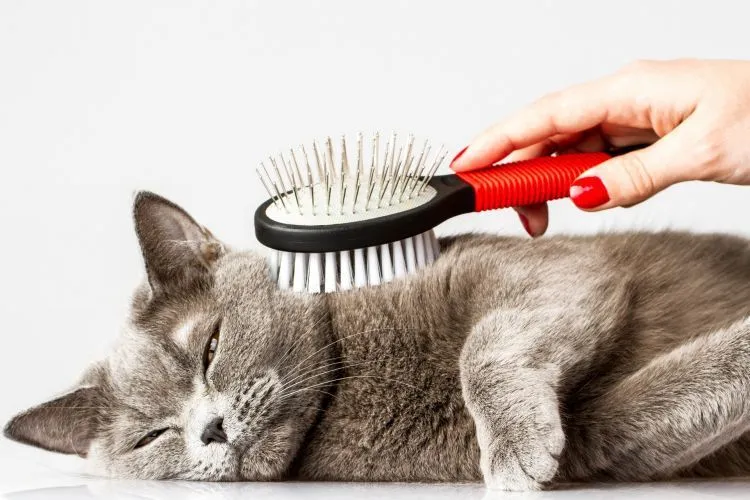 Jangan Batalkan Niatmu Memelihara Kucing Hanya Karena Takut Toksoplasma! 6