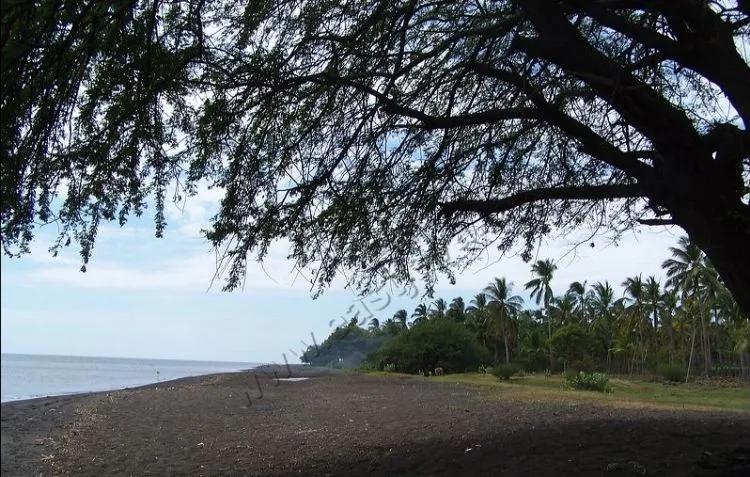 7 Tempat Wisata di Situbondo yang Wajib Diexplore 11