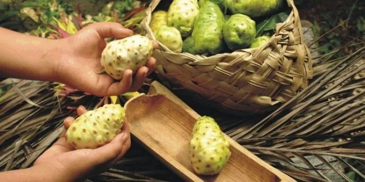Tanpa Efek Samping yang Bikin Mengeluh, 8 Obat Alami Ini Ampuh Membuat Penyakitmu Segera Sembuh 15