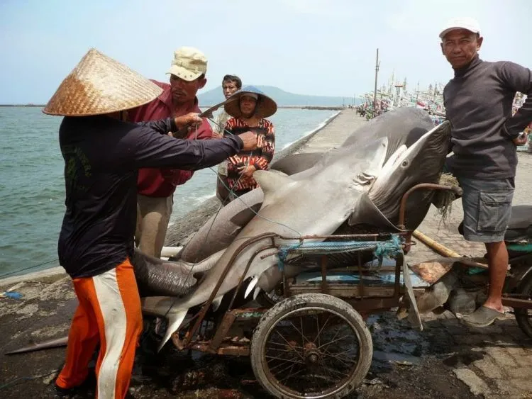 Kita Memang Wajib Peduli, Karena Hiu Tak Seharusnya Jadi Sup Atau Lauk Pendamping Nasi! 6