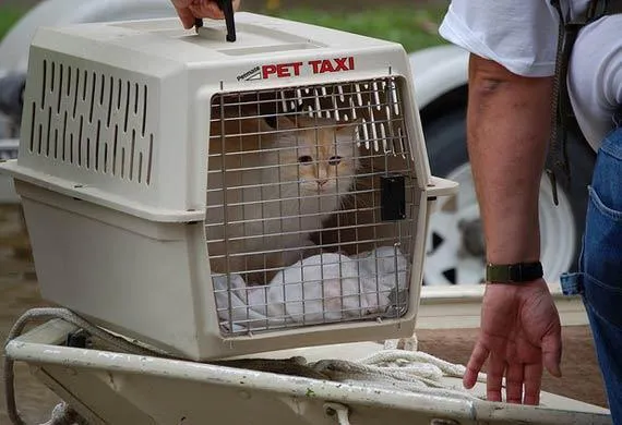 6 Alasan Mengapa Kucing Adalah Hewan Peliharaan yang Bisa Selalu Membuatmu Bahagia 12